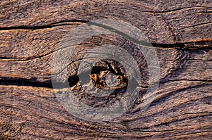 Close-up view of a tree bark pattern - a good choice for backgrounds