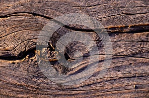 Close-up view of a tree bark pattern - a good choice for backgrounds