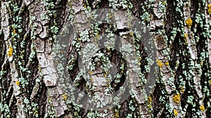 Close up view of a tree bark with rough textured surface and grooves