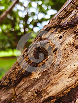 Close-up view of a tree branch