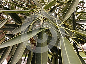 Close-up view of tree leaf texture