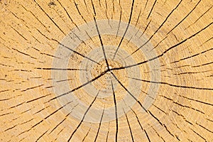 Close-up view of tree rings and splits on the cut face of a tree showcasing growth patterns and natural textures