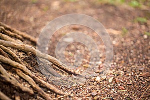 Close-up view of tree root in the forest