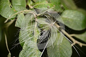 A close-up view of a tree seed with long antennae for flying in the wind among the leaves in the forest