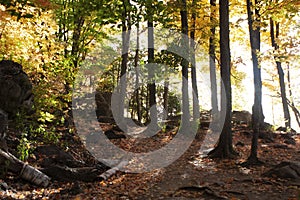 Close-up view of the trees in an autumnal forest in sunny weather