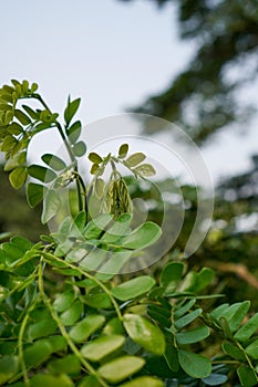 close-up view of trembesi tree leaves.