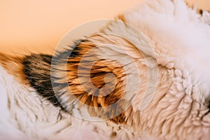 Close up view of tricolor cat fur. White and brown natural cat hair. Beautiful cat fur as texture and background.