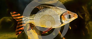Close-up view of a tropical fresh water fish Silver prochilodus