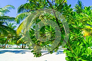 Close Up View of Tropical Palm Tree and exotic Plant on Sandy Beach