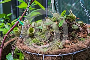 Close up view on a tropical plant