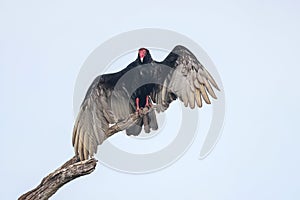 Close up view of Turkey Vulture on the tree branch