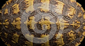 Close-up view of a turtle shell, displaying intricate patterns and texture. The shell