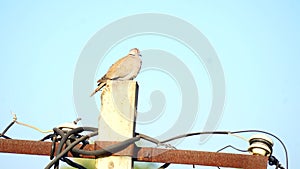 Close Up View, Turtledove Bird Sitting On A Pole With The lite Blue Sky In The Background