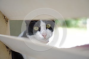 Close up view Tuxedo Cat