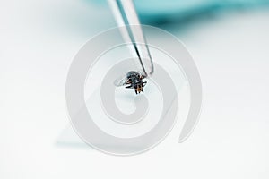 Close-up view of tweezers with fly and glass microscope slide during experiment