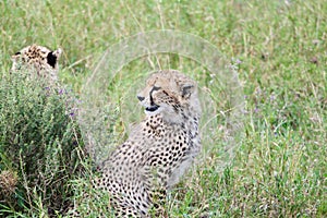 Close-up view of two African cheetahs sitting in the wild grass field