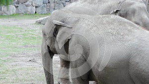 Close up view of two cute elephants in zoo aviary.