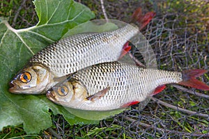 Close up view of two freshwater common rudd fish on big green le