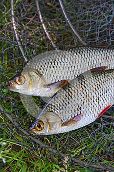 Close up view of two freshwater common rudd fish on black fishing net..