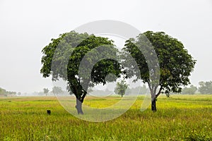 Close-up view of two mango trees growing in close pair on the ground