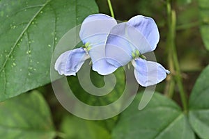 Close up view of the two pale purple colored winged bean flowers bloom in a vine