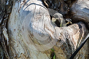 Bird fledgeling hollow nature environment pollution