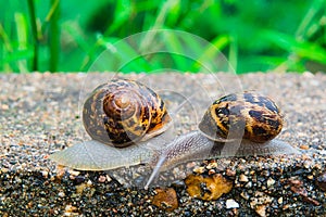 Close up view of two snails