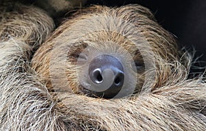 Close-up view of a Two-toed sloth