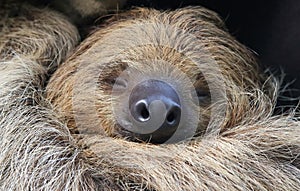 Close-up view of a Two-toed sloth photo
