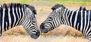 Close-up view of two zebras under the hot summer sun