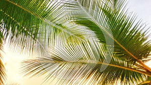 Close-up. View from under the green palm leaves. against the sky. Textures