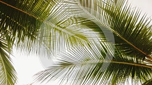 Close-up. View from under the green palm leaves. against the sky. Textures