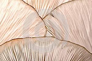 Patterns on a mushroom photo