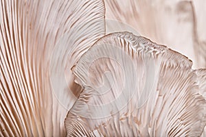 Patterns on a mushroom photo