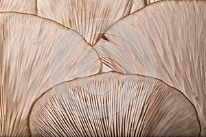 Patterns on a mushroom photo