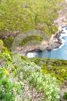 Close-up view of the UNESCO world heritage site protected flora in Erskine Valley near Mount Gower on Lord Howe Island