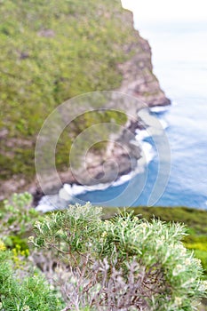 Close-up view of the UNESCO world heritage site protected flora in Erskine Valley near Mount Gower on Lord Howe Island