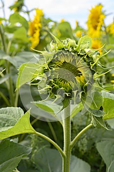 A close-up view of an unopened sunflower