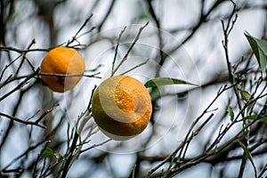 Close up view of unplucked oranges, Darjeeling, West Bengal, India