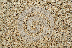 Close-up view of unprocessed rice grains, golden and textured.