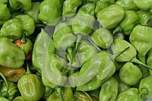 Close up view of unripe green Capsicum Chinense chili pods