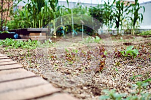 Close-up view of vegetable field and little sprouts of lettuces on the soil