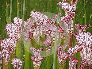 The close up view of the very attractive and beautiful pitcher plant