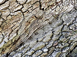 This is a close up view of a very old oak tree.