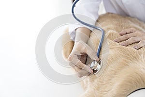 Close up view of veterinarian examining dog with stethoscope. Veterinary examining dog at clinic