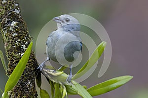 Close up view of a vibrant Blue-gray Tanager (Thraupis episcopus) photo