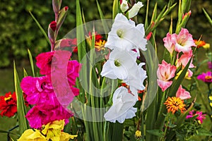 Close-up view of vibrant gladiolus flowers in the garden
