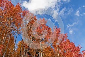 Close Up View Of A Vibrant Orange & Red Aspen Treee Stand