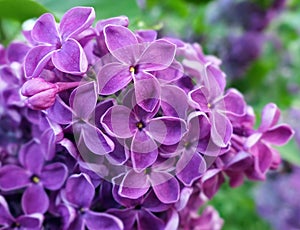 Close up view of vibrant pink lilac flowers in spring