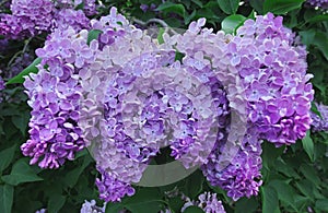 Close up view of vibrant pink lilac flowers in spring